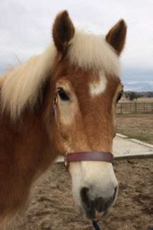 Gelding