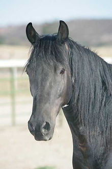 Gelding