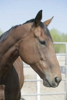 Gelding