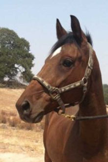 Gelding