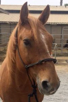 Gelding