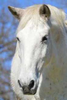 Gelding