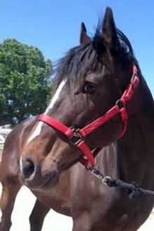 Gelding