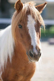 Gelding