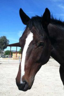 Gelding