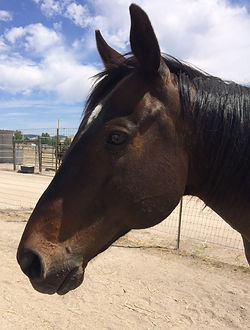 Gelding