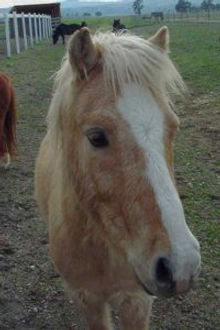 Gelding