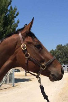 Gelding