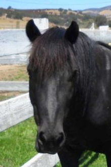 Gelding