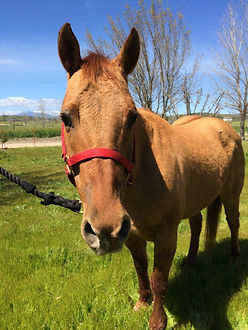 Gelding