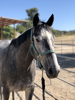 Gelding