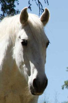 Gelding