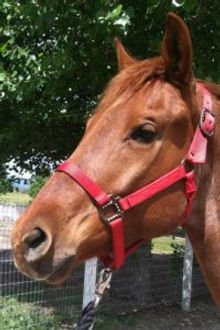 Gelding