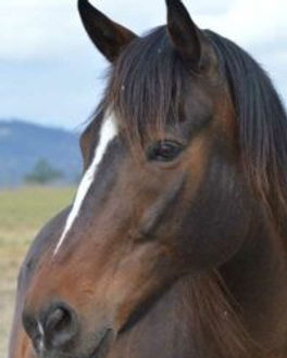 Gelding