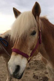Gelding