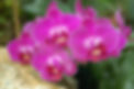DSC_0249.jpg