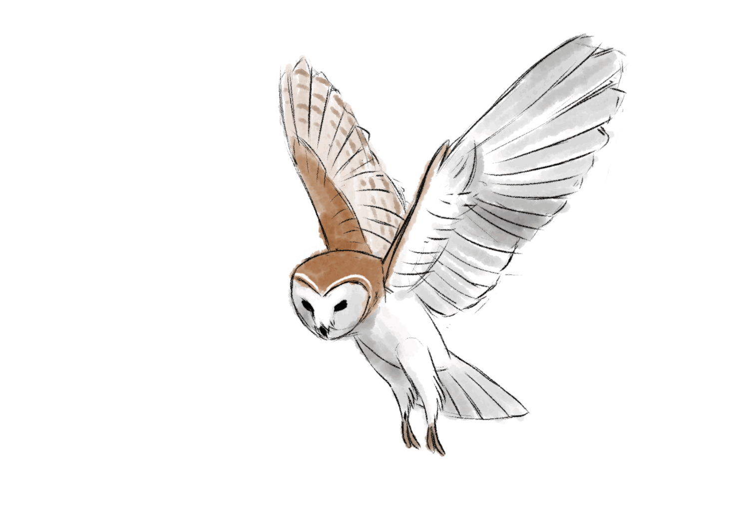 owl_flight_cycle_animation_by_tanya_buka