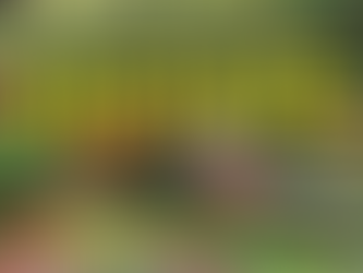 Top Landscaping Design Mistakes and How to Avoid Them