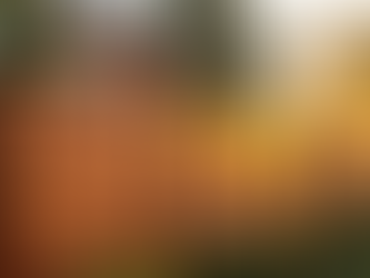 Privacy Fence vs. Wood Fencing: Which Option Fits Your Outdoor Space?