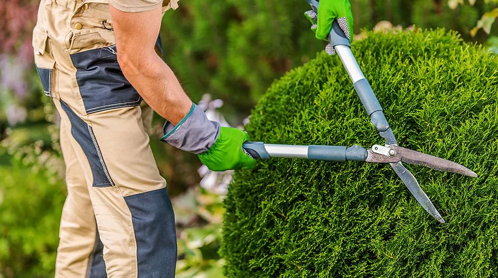 Why Early Spring Shrub Trimming Boosts Healthy Growth in Staunton Landscapes