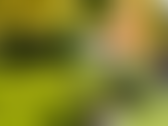 The Long-Term Value of Professional Landscaping Services in Augusta County