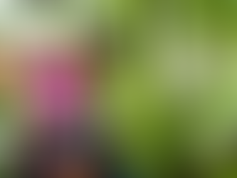 Tree Pruning Service vs. Shrub Trimming: What Your Yard Really Needs