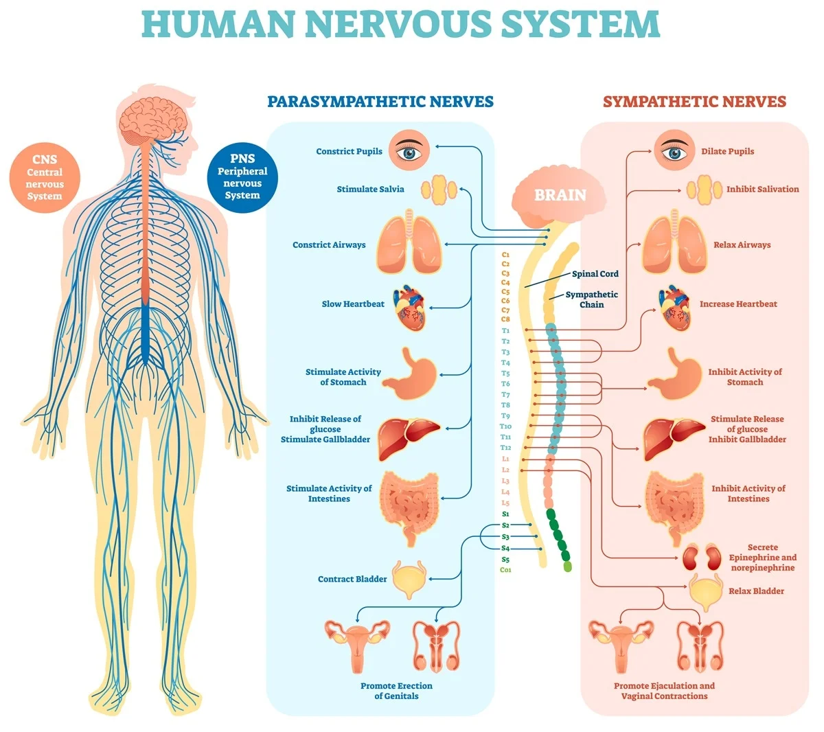 body and nervous system and it's organs