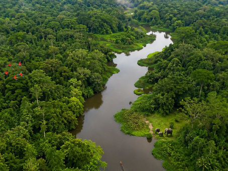 La Journée mondiale de la biodiversité : préserver la vie pour les générations futures