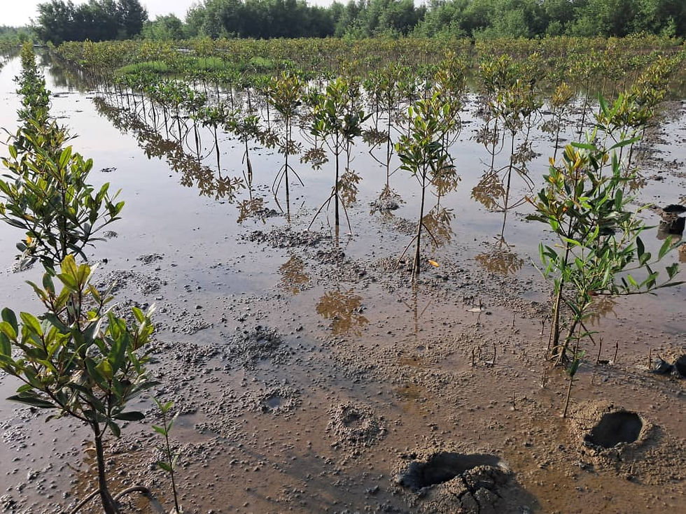 Réussite du reboisement dans le delta de kapathez : une avancée majeure du projet “Sauver les mangroves de Kapathéz et des Îles Tristao”