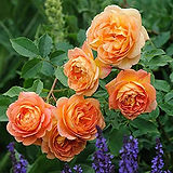 Lady of Shalott .jpg
