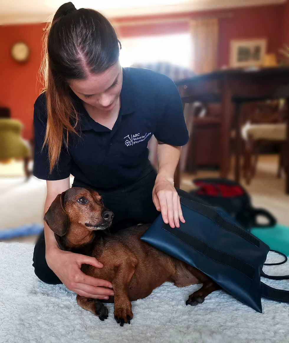 A dog receiving PEMF treatment given by a physio