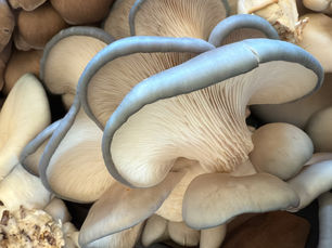 South Africa's HAPi Online Mushroom Store
