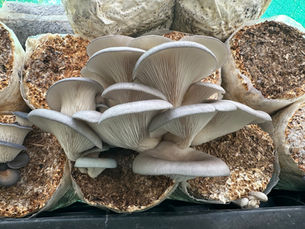 HK35 Grey Oyster Mushrooms: Fruiting in Natural, Semi-Controlled Environments