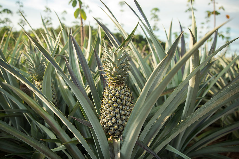 pineapple-3664499_1920.jpg