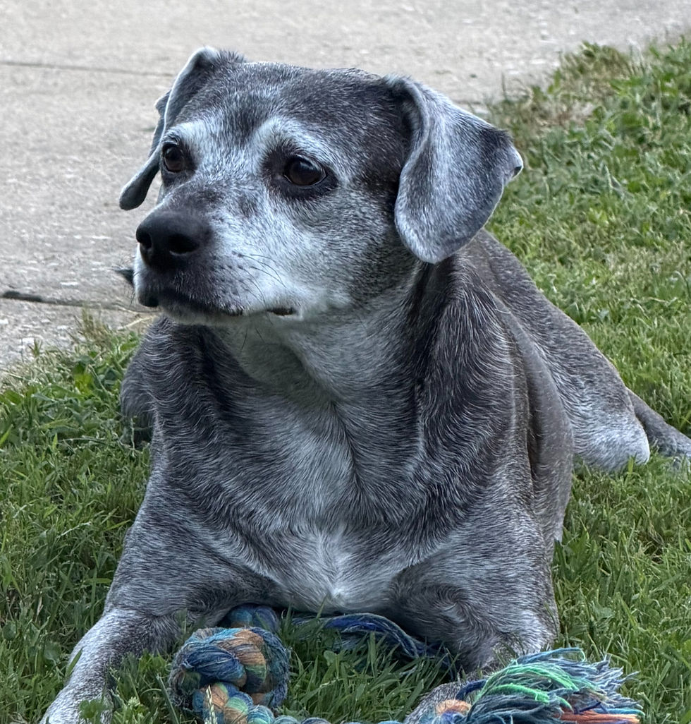 Ruby the dog behind ruby exteriors lying down
