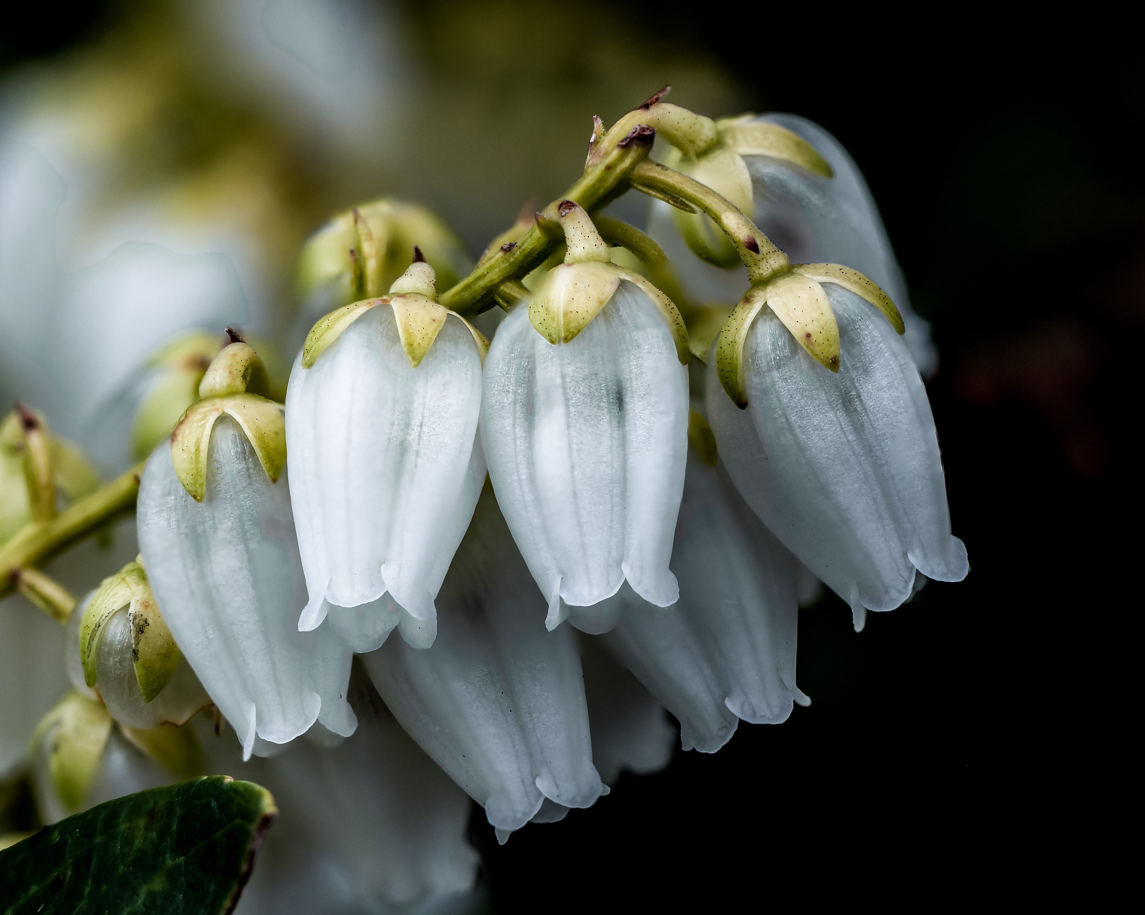Lily of the Valley