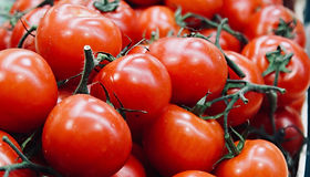 Fresh Red Tomatoes