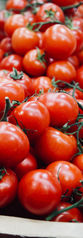 Organic Tomatoes