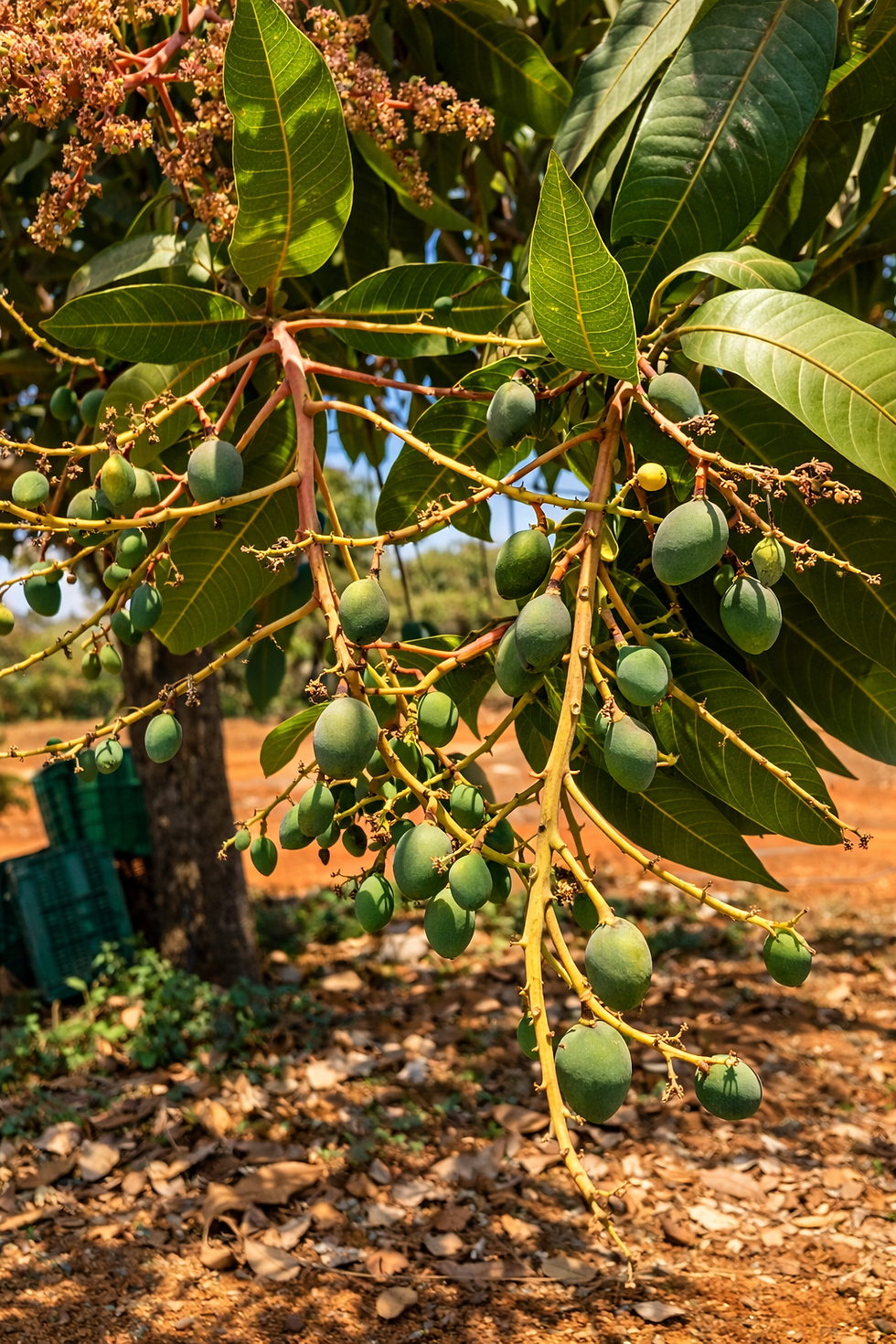 Rama de mango con frutas jóvenes.png