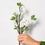 Miniature : Pear Blossom