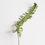 Miniature : Sword Fern