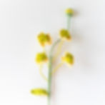 Thumbnail: Chamomile