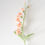 Thumbnail: Freesia