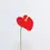 Miniature : Anthurium