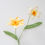 Miniature : Wild Daffodil (Sagittarius's flower)