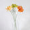 Miniature : Lewisia