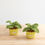Miniature : Mint Pot