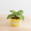 Miniature : Mint Pot