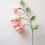 Miniature : Fushia(Lady's Eardrops)
