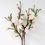 Thumbnail: Peach Blossom